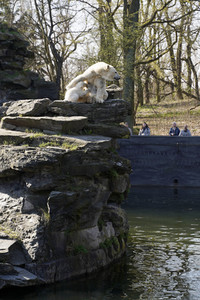 Eisbär-Taufe im Tierpark Berlin