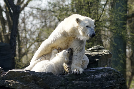 Eisbär-Taufe im Tierpark Berlin