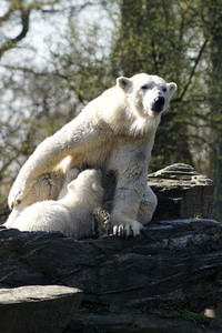 Eisbär-Taufe im Tierpark Berlin