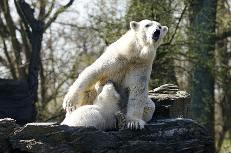 Eisbär-Taufe im Tierpark Berlin