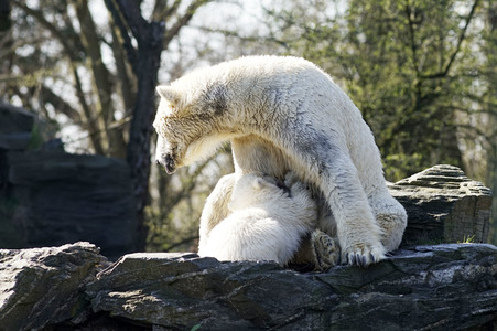 Eisbär-Taufe im Tierpark Berlin