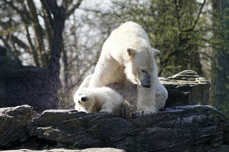 Eisbär-Taufe im Tierpark Berlin
