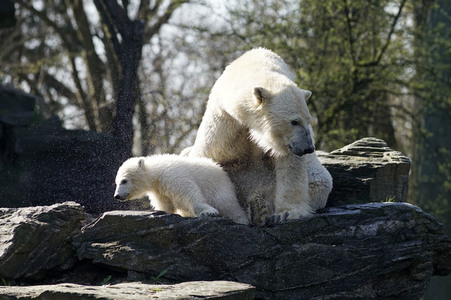 Eisbär-Taufe im Tierpark Berlin