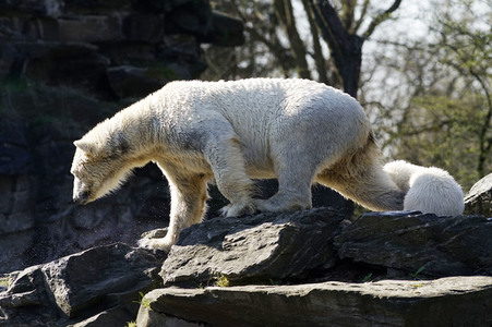 Eisbär-Taufe im Tierpark Berlin