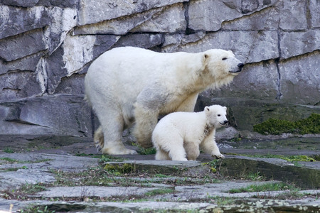 Eisbär-Taufe im Tierpark Berlin
