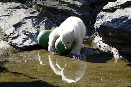 Eisbär-Taufe im Tierpark Berlin