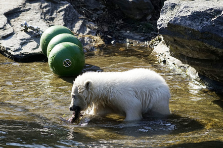 Eisbär-Taufe im Tierpark Berlin