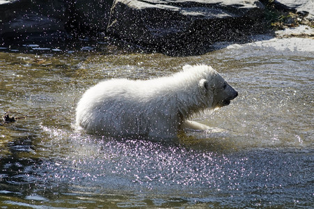 Eisbär-Taufe im Tierpark Berlin