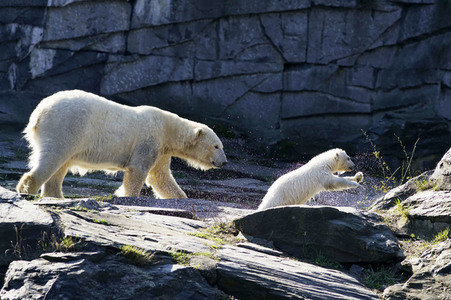 Eisbär-Taufe im Tierpark Berlin