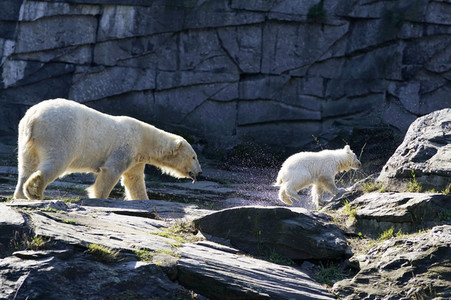 Eisbär-Taufe im Tierpark Berlin