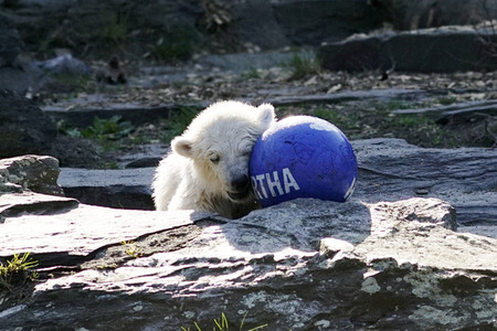 Eisbär-Taufe im Tierpark Berlin