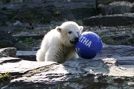 Eisbär-Taufe im Tierpark Berlin