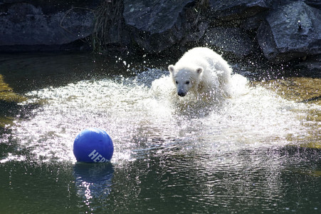 Eisbär-Taufe im Tierpark Berlin