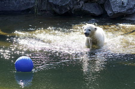 Eisbär-Taufe im Tierpark Berlin