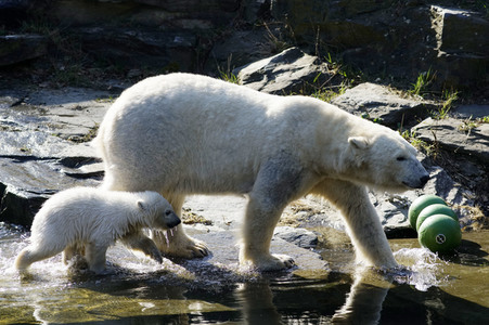 Eisbär-Taufe im Tierpark Berlin