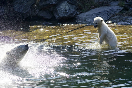 Eisbär-Taufe im Tierpark Berlin