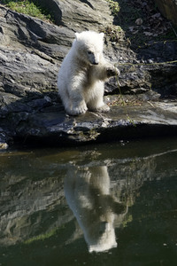 Eisbär-Taufe im Tierpark Berlin