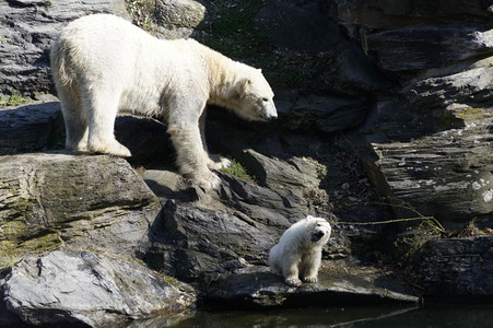Eisbär-Taufe im Tierpark Berlin