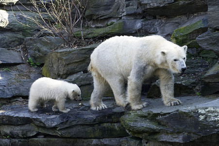 Eisbär-Taufe im Tierpark Berlin