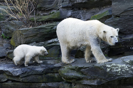 Eisbär-Taufe im Tierpark Berlin