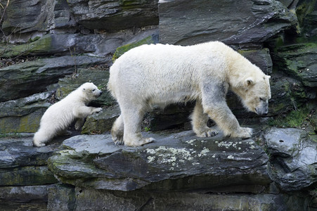 Eisbär-Taufe im Tierpark Berlin