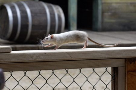 Saisoneröffnung im Filmpark Babelsberg in Potsdam