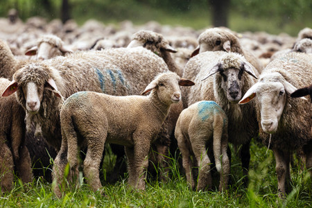 Symbolfoto Herdentrieb