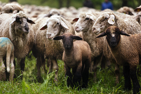 Symbolfoto Herdentrieb