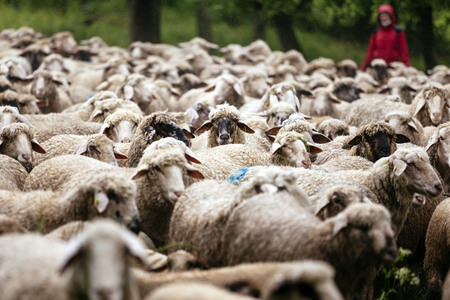 Symbolfoto Herdentrieb
