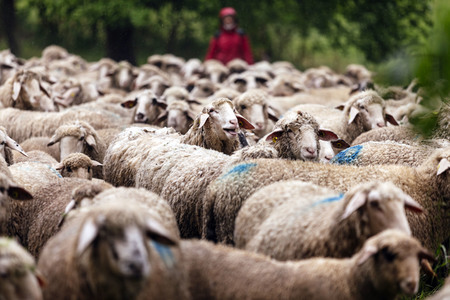 Symbolfoto Herdentrieb