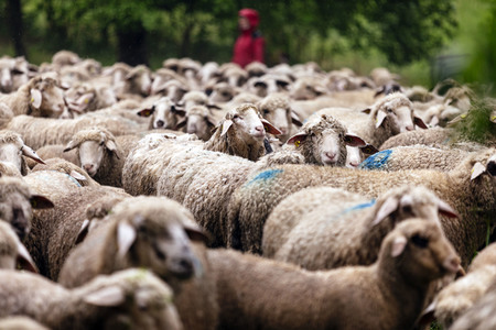 Symbolfoto Herdentrieb