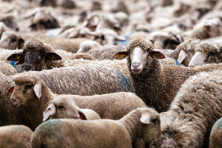 Symbolfoto Herdentrieb