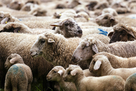 Symbolfoto Herdentrieb