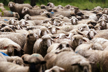 Symbolfoto Herdentrieb