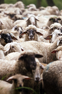 Symbolfoto Herdentrieb