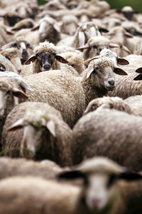 Symbolfoto Herdentrieb