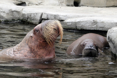 Walross Polosa mit ihrem Nachwuchs in Hamburg