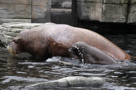 Walross Polosa mit ihrem Nachwuchs in Hamburg