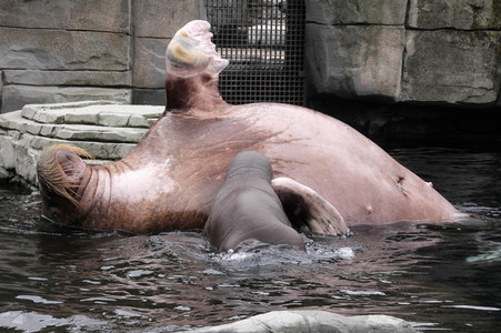 Walross Polosa mit ihrem Nachwuchs in Hamburg