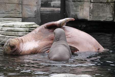Walross Polosa mit ihrem Nachwuchs in Hamburg