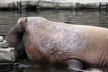 Walross Polosa mit ihrem Nachwuchs in Hamburg