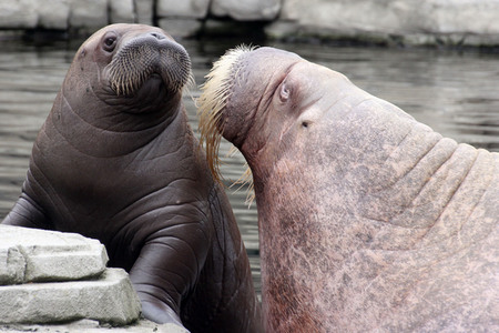 Walross Polosa mit ihrem Nachwuchs in Hamburg