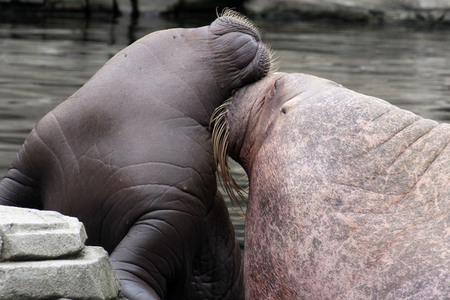Walross Polosa mit ihrem Nachwuchs in Hamburg
