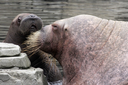 Walross Polosa mit ihrem Nachwuchs in Hamburg