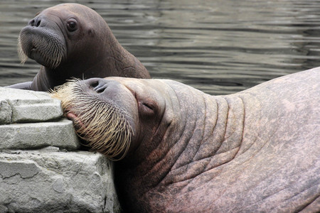 Walross Polosa mit ihrem Nachwuchs in Hamburg