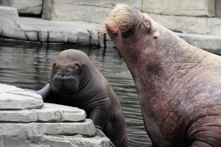 Walross Polosa mit ihrem Nachwuchs in Hamburg