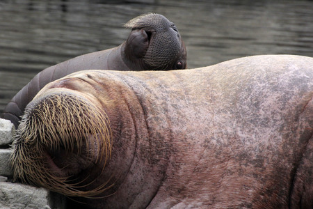 Walross Polosa mit ihrem Nachwuchs in Hamburg
