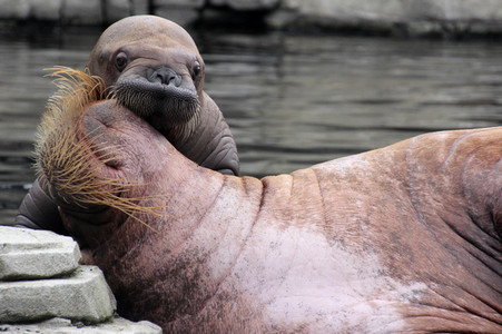 Walross Polosa mit ihrem Nachwuchs in Hamburg