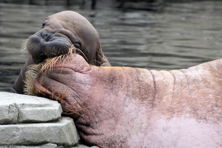 Walross Polosa mit ihrem Nachwuchs in Hamburg