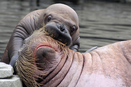 Walross Polosa mit ihrem Nachwuchs in Hamburg
